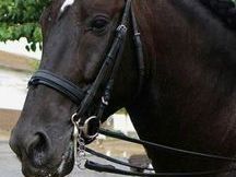 VENDO CABALLO NEGRO 7 AÑOS PURA RAZA ESPAÑOL