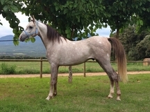 Caballo entero, 4 años, carta, 1.52/1.53m