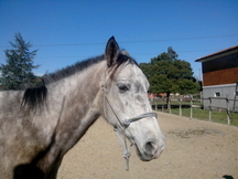 caballo anglo-arabe tordo