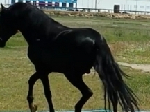 espectacular potro de 4 ańos