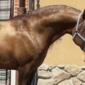 Palomino pre entero en alta escuela único magnífico 