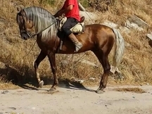 Palomino pre entero en alta escuela único magnífico