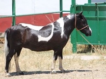 PONY DE 8 AÑOS PIO