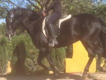 VENDO PURA RAZA ESPAÑOLA (PRE) NEGRO
