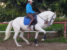 Doma GRAN PREMIO