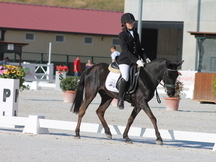 Poni B asturcon