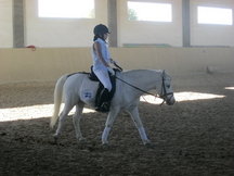 Poni B super manso