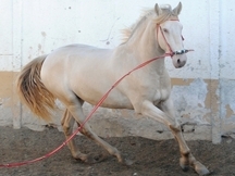 Potro Lusitano albino
