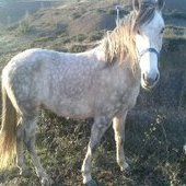 vendo caballo tordo