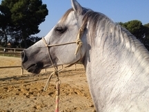 CABALLO ARABE JINETES EXPERTOS