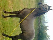 caballo hispano arabe castrado