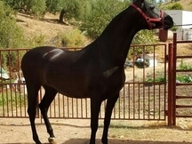 YEGUA PRE, CAPA NEGRA
