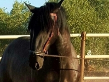 POTRO NEGRO PRE