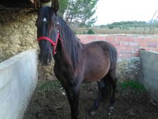 Caballo Español entero