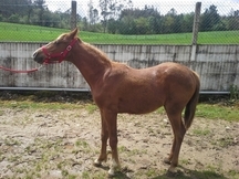 Potro Pura Raza Arabe