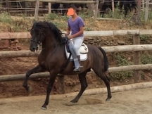CABALLO PRE NEGRO ESPECTACULAR