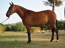 yegua hierro ymas