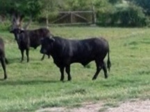 Hannover breed mare for sale