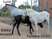 Yeguas y potros desde 800€