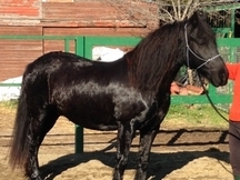 Vendo caballo Merens 