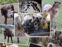 Preciosos ponys appaloosa al destete.