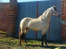 Caballo bayo español con papeles