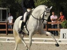 caballo de doma clasica,hijo de Yaco II