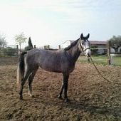 Noca Olmaz