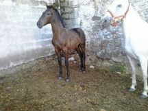 Vendo Yegua P.R.E