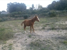 Urge venta de potro