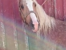 CABALLO DE DEPORTE ESPAÑOL