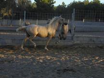 PALOMINO DE 2 AÑOS