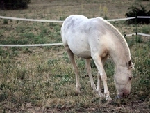 SE VENDE potra ALBINA