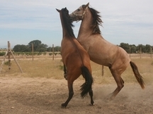 Venta de potros PRE.