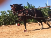 Caballos hackney holandes