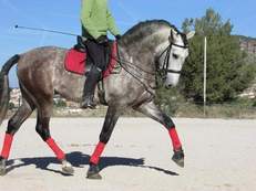 	 Cartujano JJs. Cardenas Bohorquez 5 años domado
