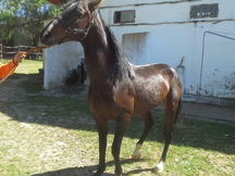 vendo caballos arabes