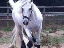 Caballo PRE entero de 10 años 