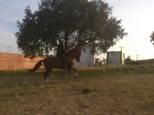 PRE Alazan limpio