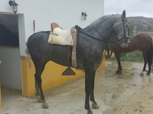 SE VENDE CABALLO TORDO 6 AÑOS