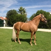Caballos Lusitanos para venta