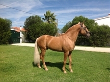 Caballos Lusitanos para venta