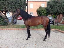 VENTA DE CABALLO PRE 5 AÑOS