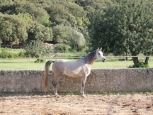 POTRAS P.R.árabe en venta