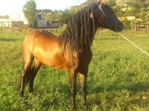 PRE- Tomatito- Castaño