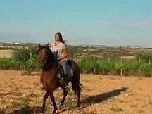 CABALLO ESPAÑOL PURO CASTAÑO