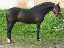 PRE Castaño Barroco