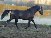 Excepcional PRE Capa Negra