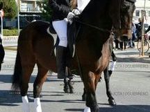 caballo para disfrutar