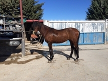 VENDO CABALLO ECONIÓMICO